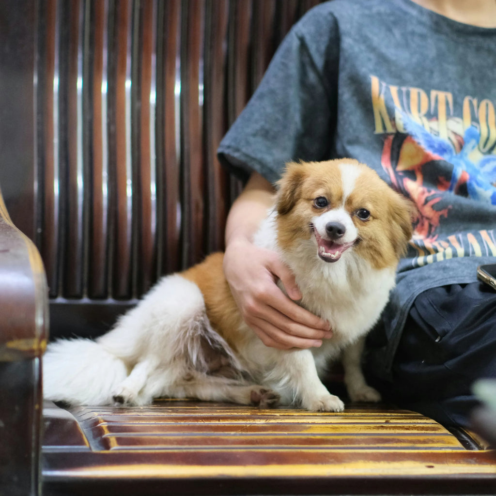 Flea and Tick Collar for Small Dogs