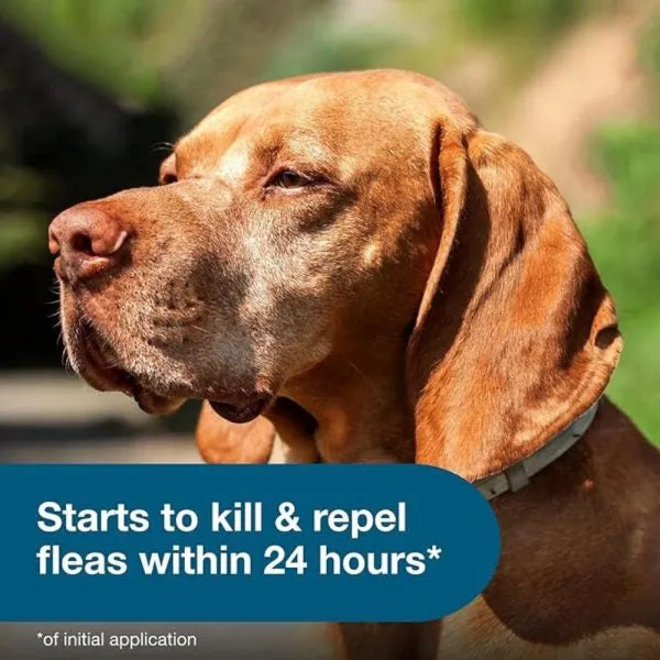 Flea and Tick Collar for Large Dogs